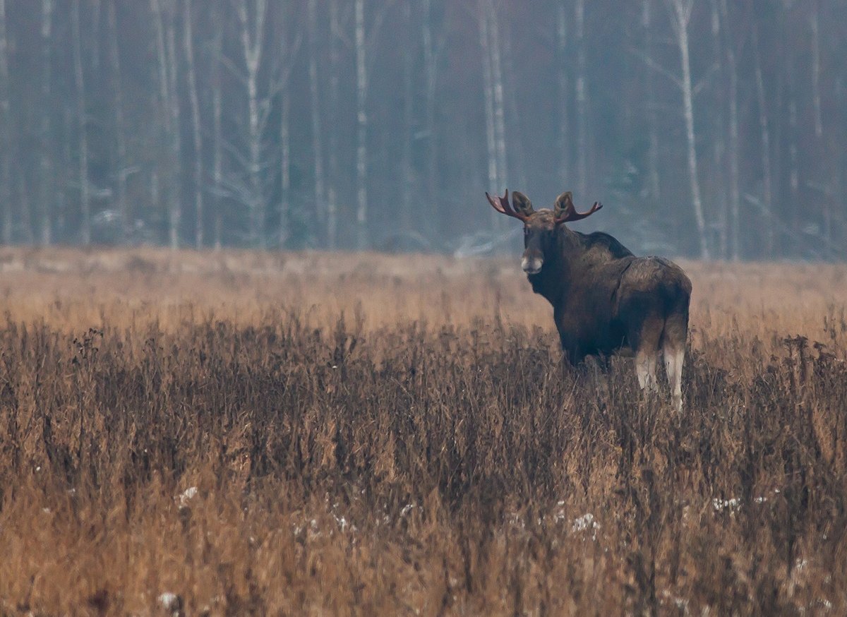 Вапити олень Лось