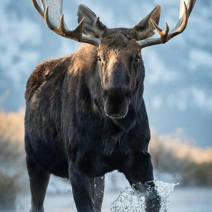 Сохатый Лось