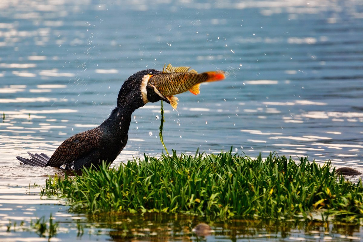 Птица с открытым ртом