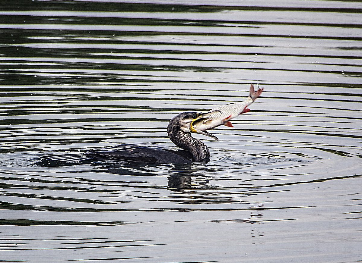 Баклан с рыбой