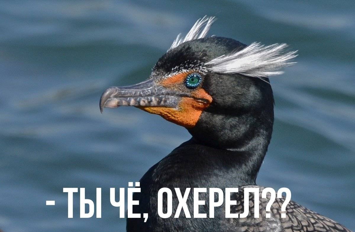 Водоплавающая птица Баклан