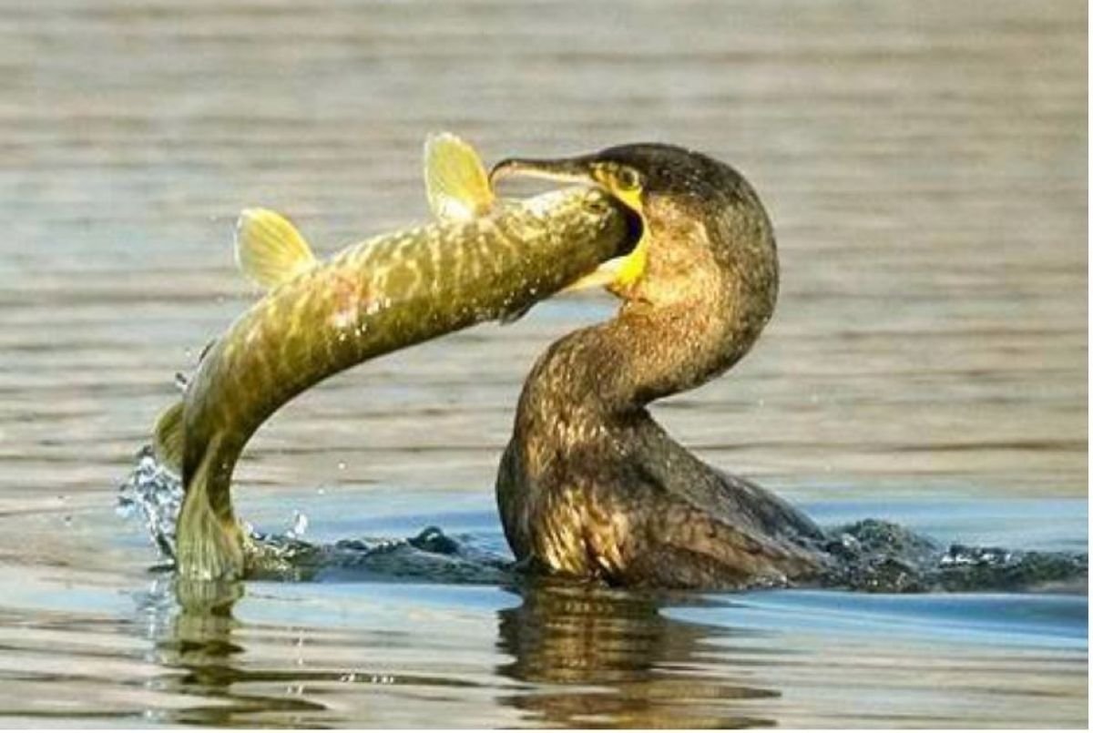 Галапагосский Баклан