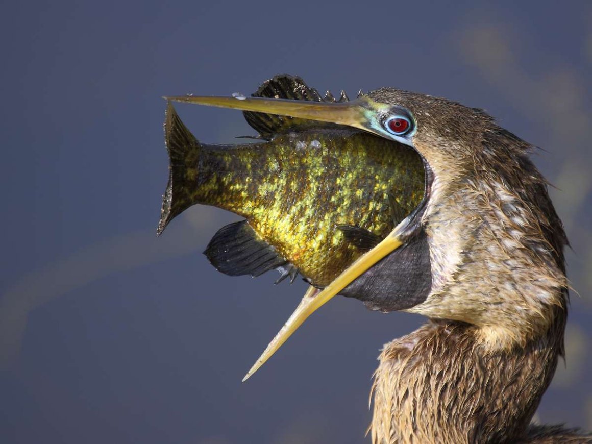 Птицы питающиеся рыбой