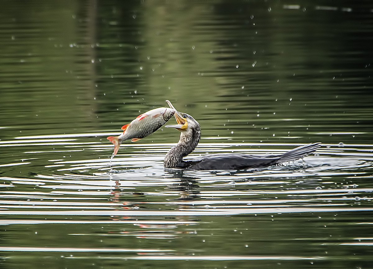 Чайки и бакланы