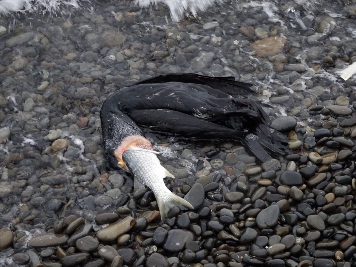 Корморан птица