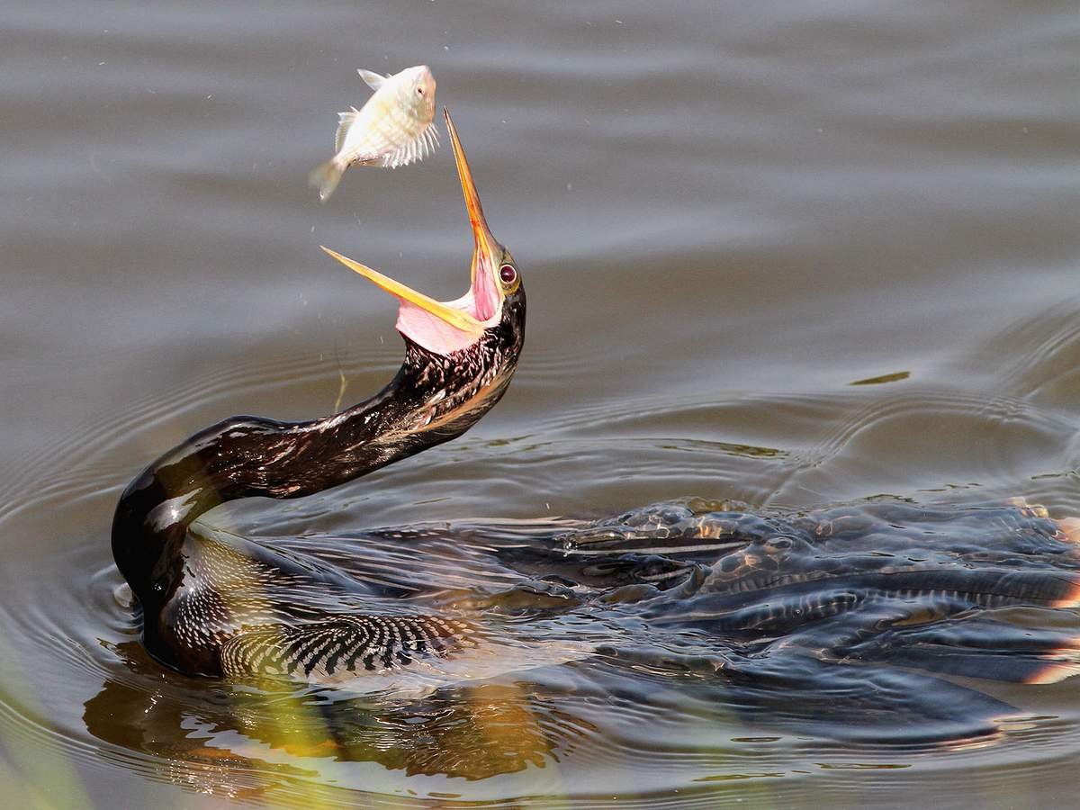 Охота на Бакланов