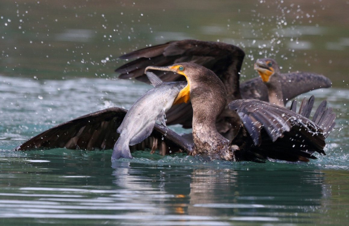 Баклан птица на прудах