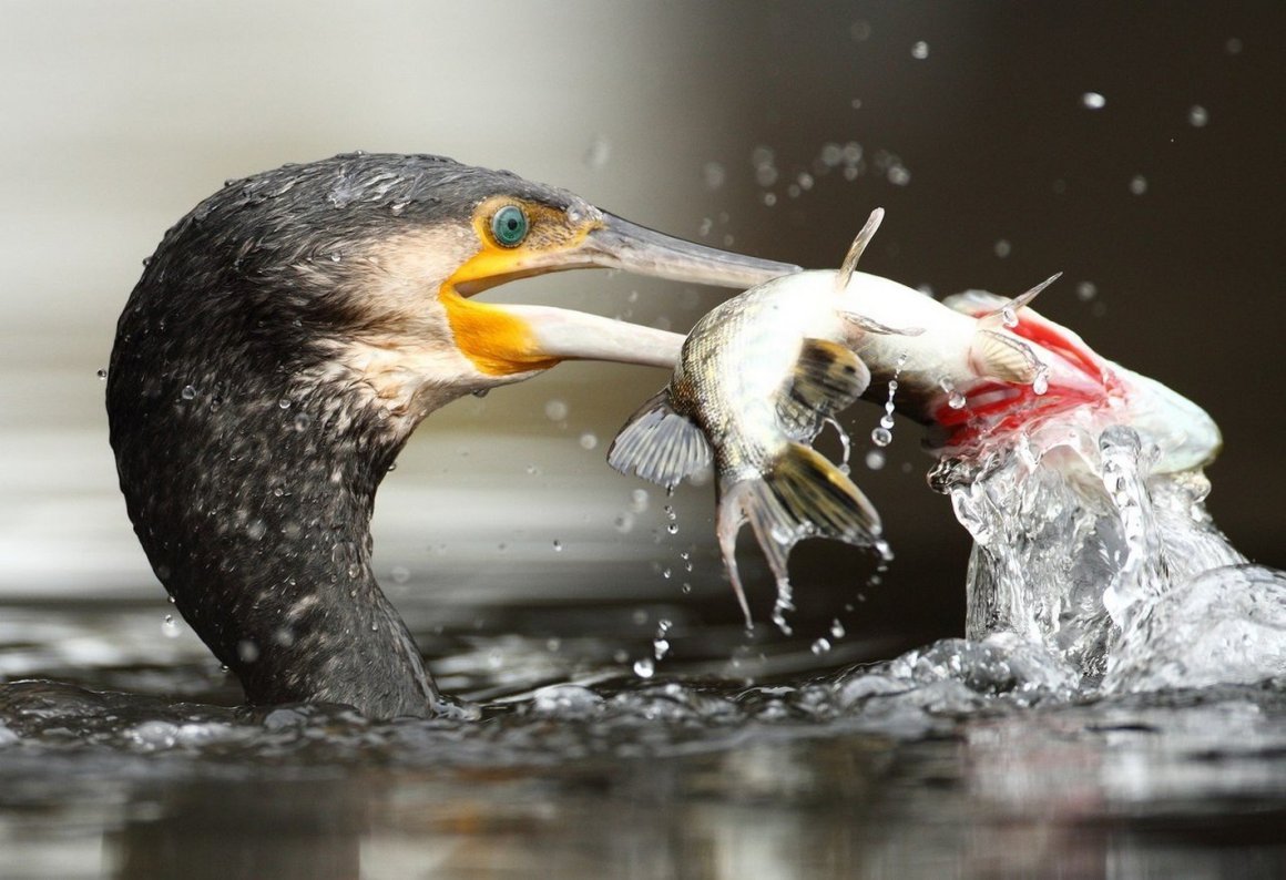 Птицы питающиеся рыбой