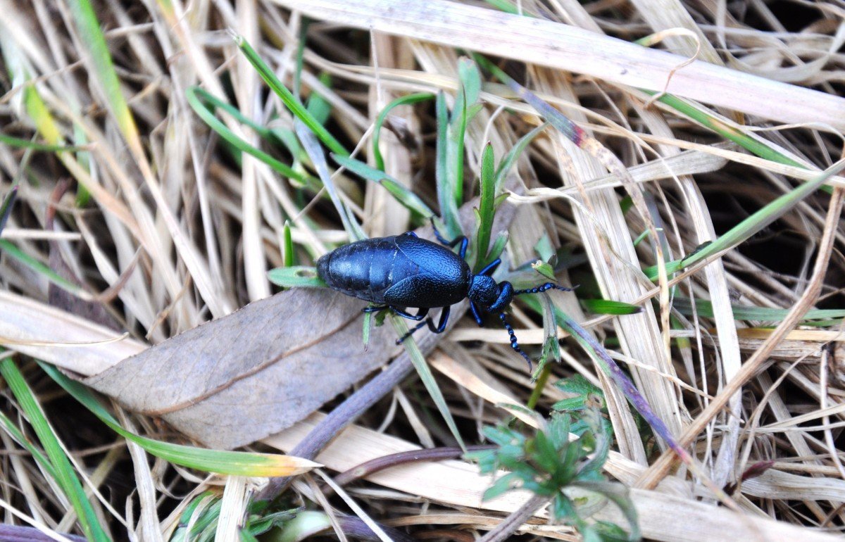 Жук Синекрылка