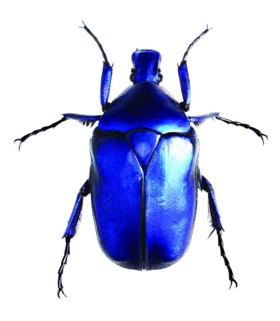 Жук синего цвета белый фон