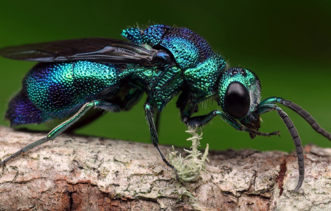 Оса блестянка