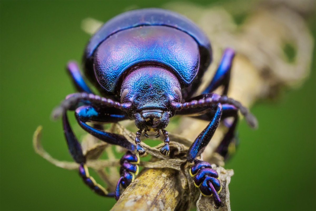 Синий Жук скарабей