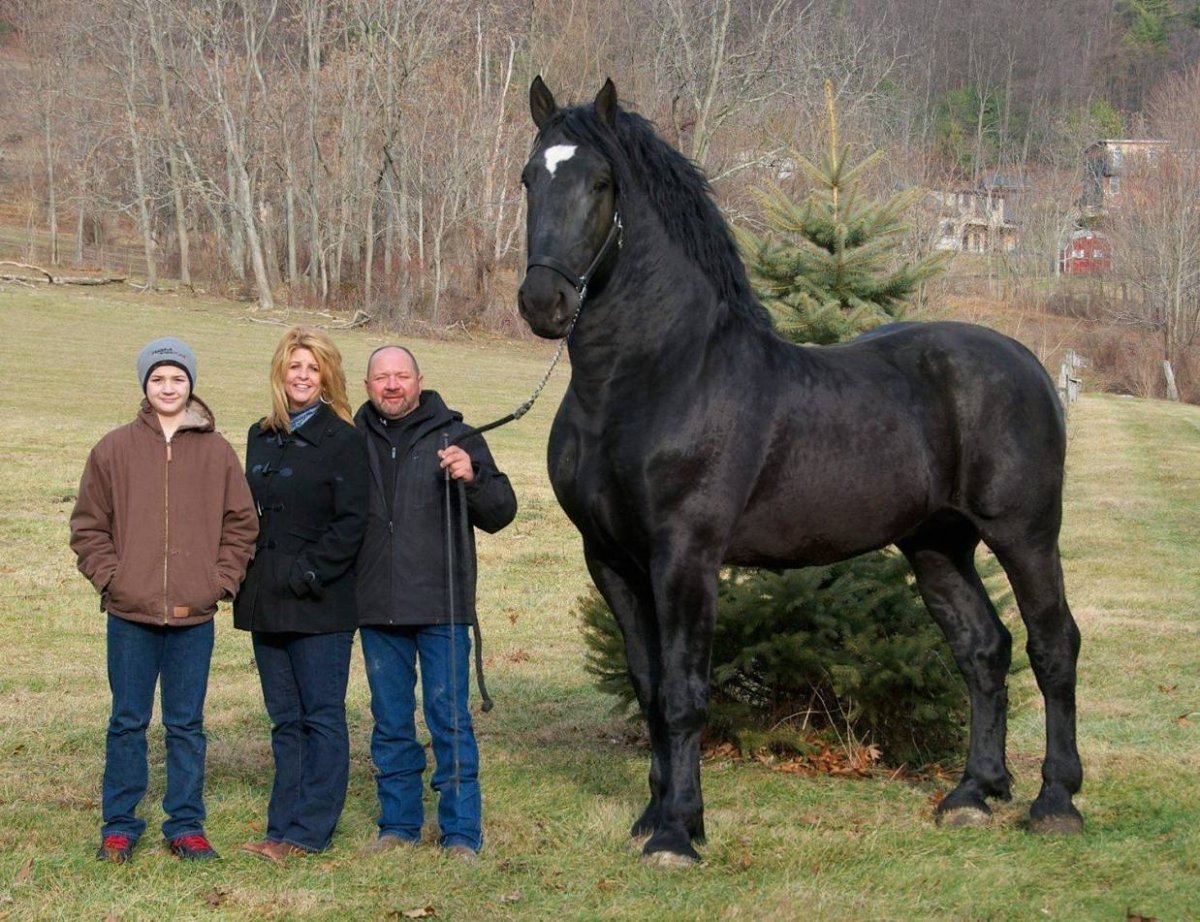 Першерон рост в холке