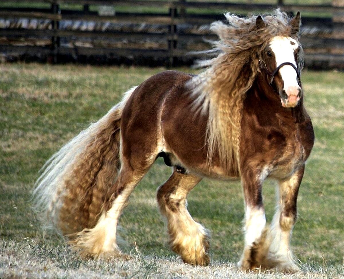 Арденский тяжеловоз