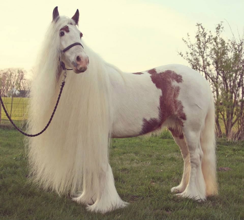 Фото единорогов красивых редких пород в мире