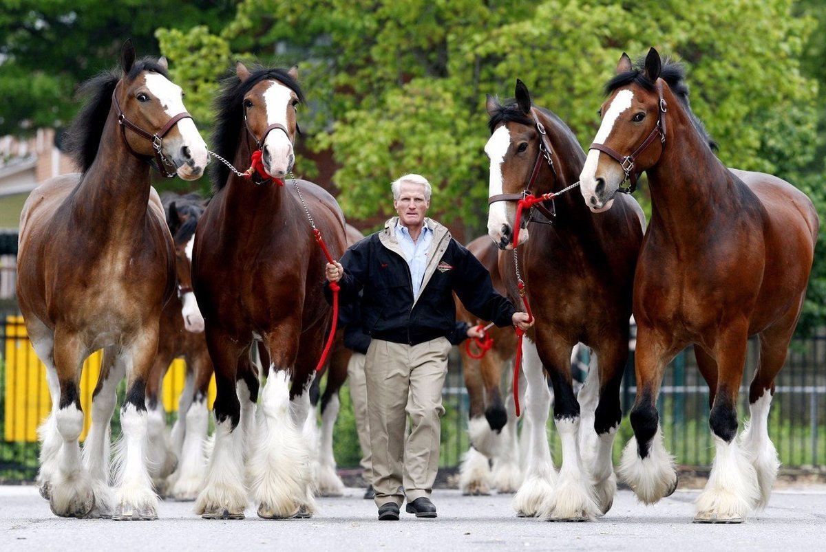 Породы лошадей Клейдесдаль