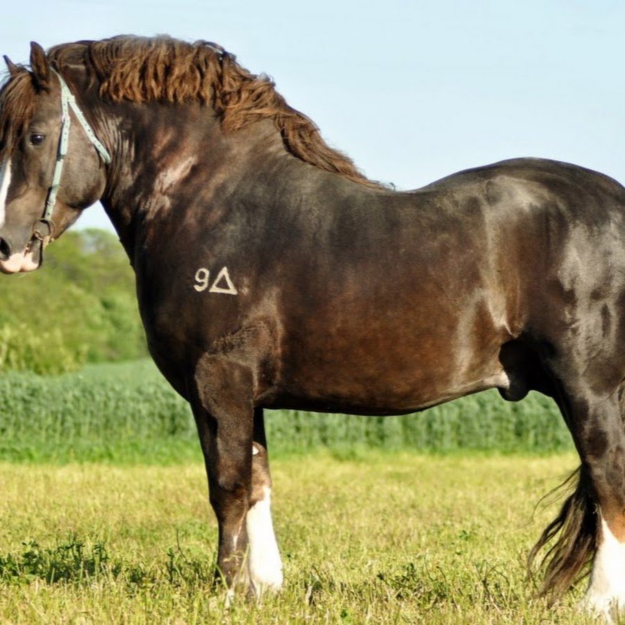 Лошадь тяжеловоз Битюг