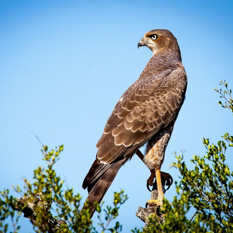 Хищные птицы на букву к