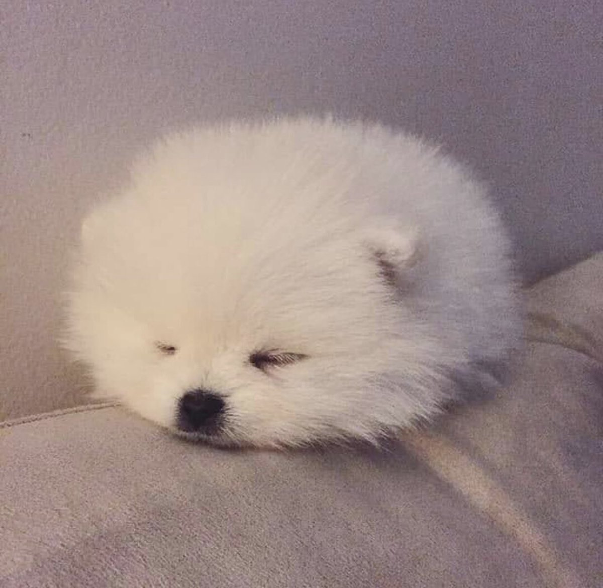 Померанский шпиц белый милый