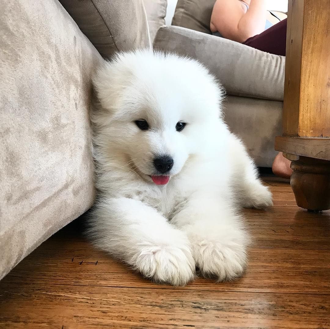 Флаффи Паппи