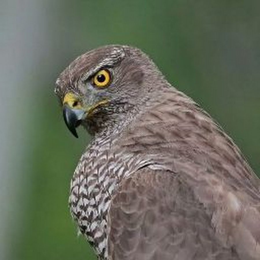 Сокол тетеревятник