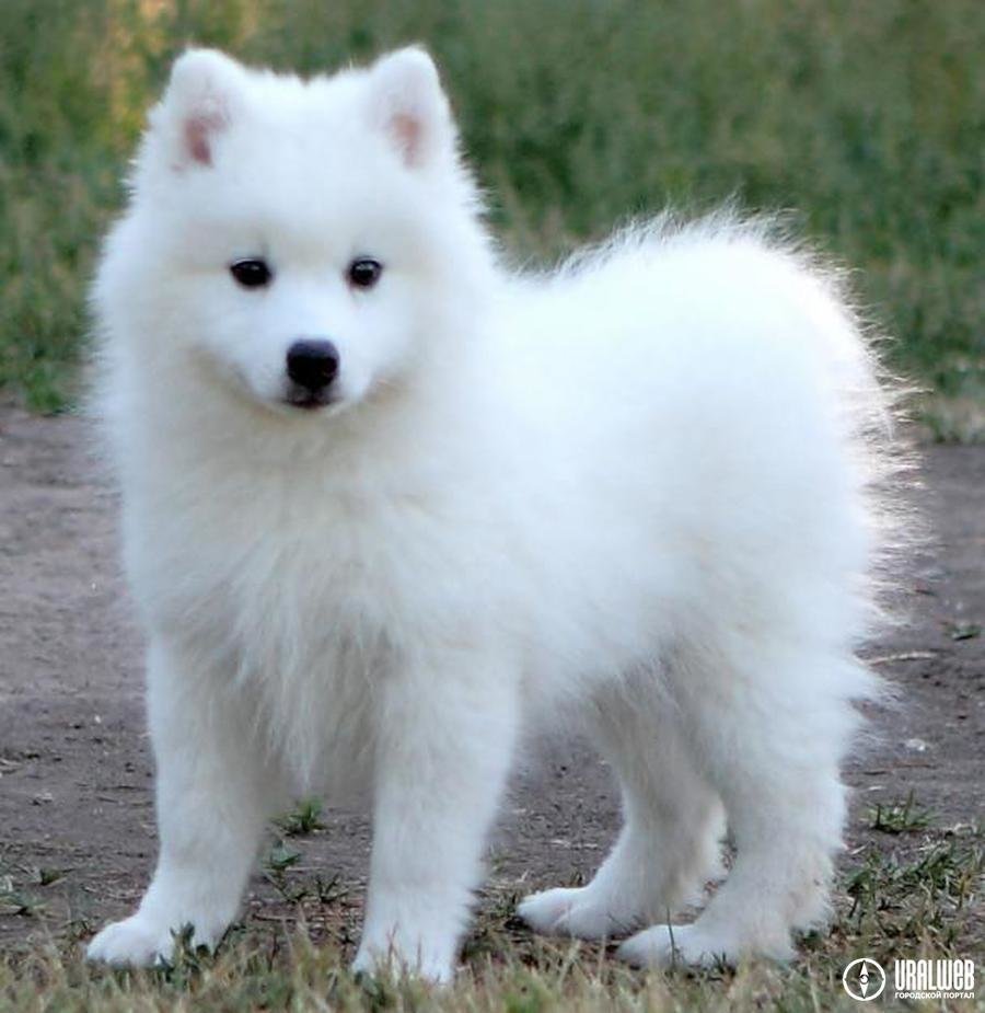 Шпиц карликовый белый