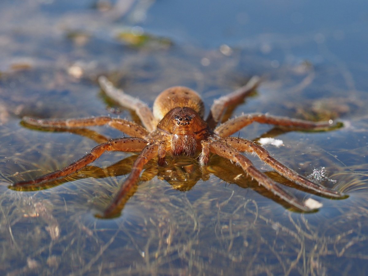 Пауки на поверхности воды