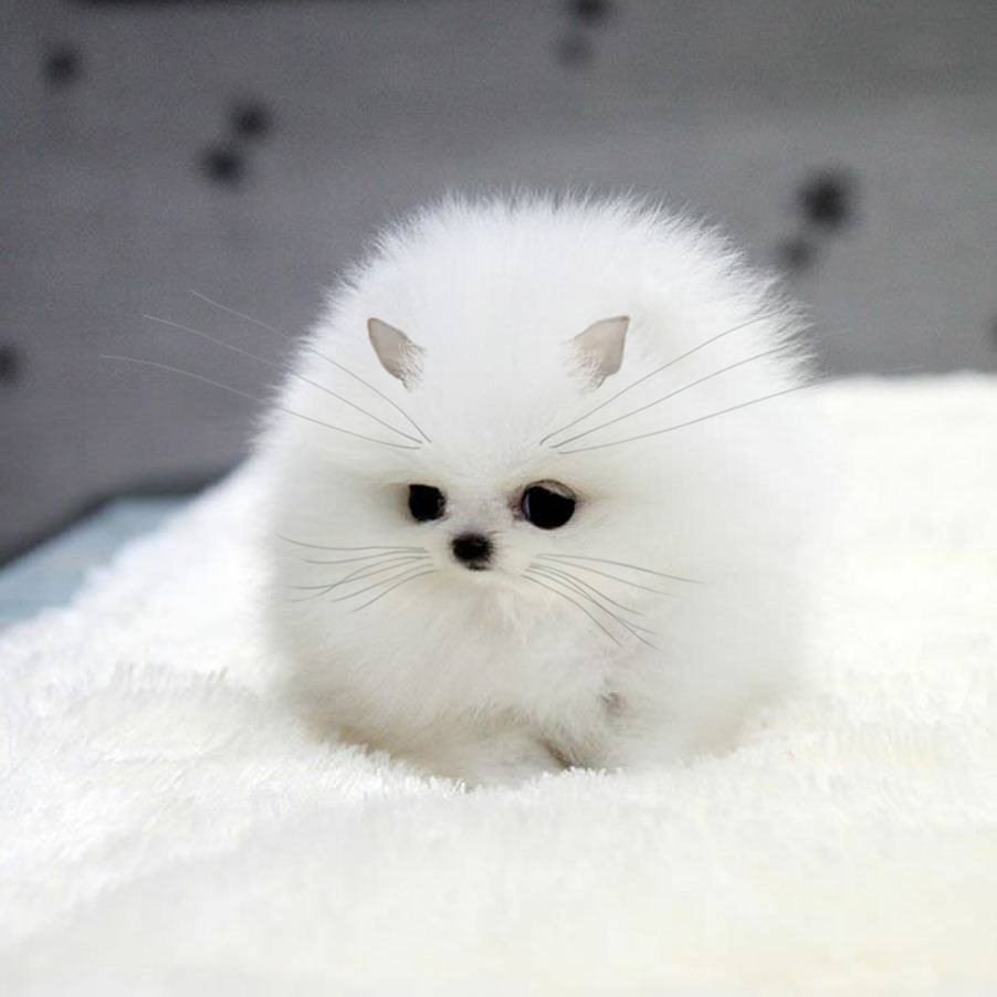 Померанский самоед