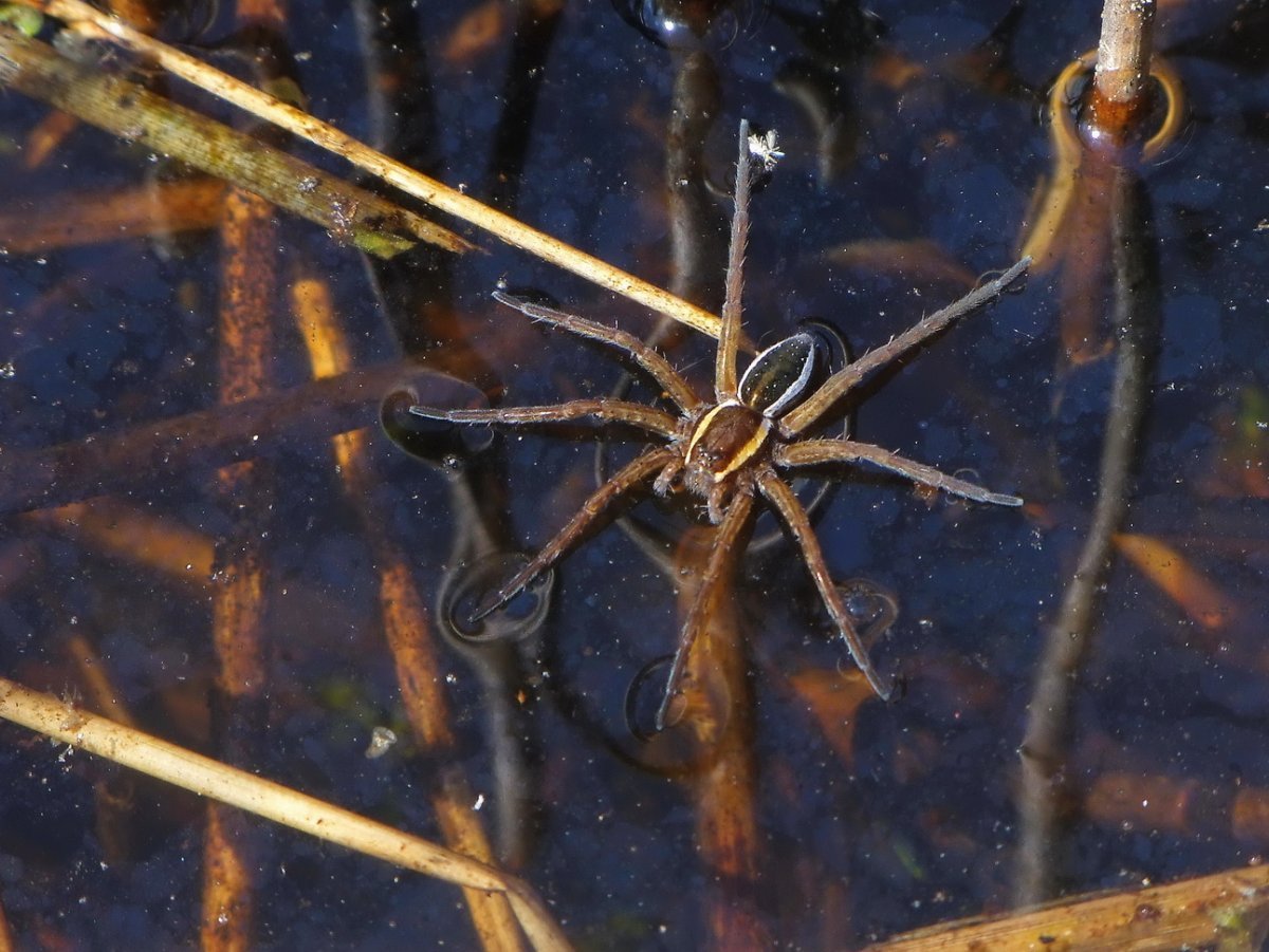Паук-охотник Dolomedes plantarius