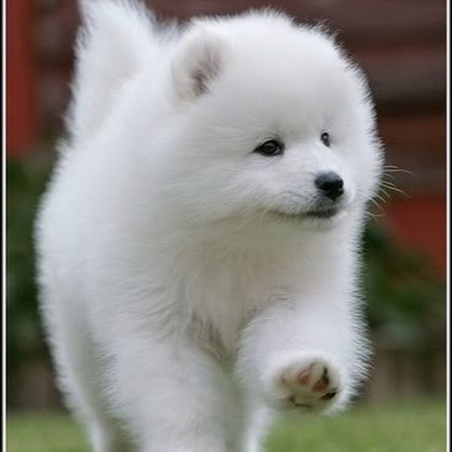 Померанскицшпиц белый