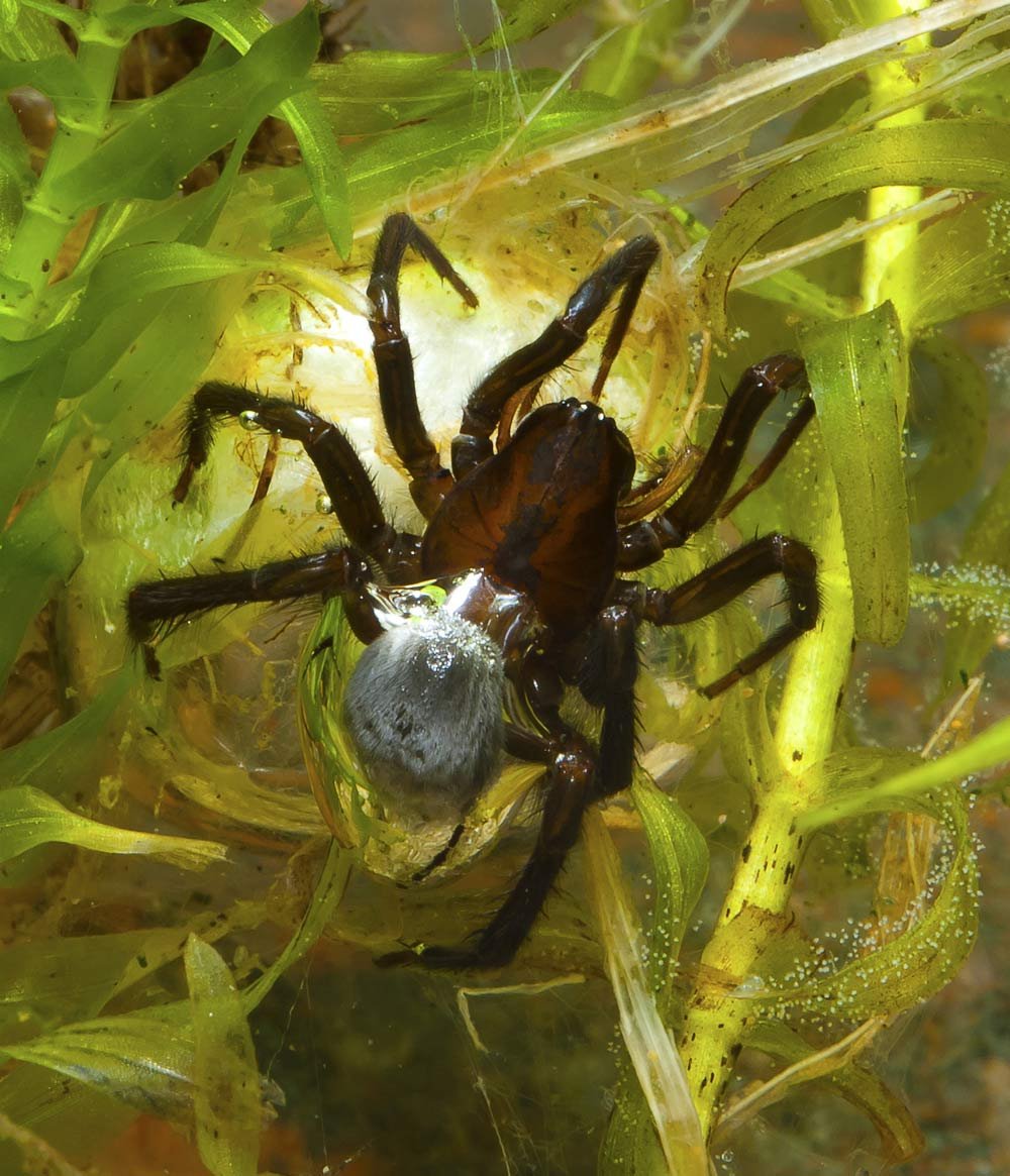 Водный паук Серебрянка