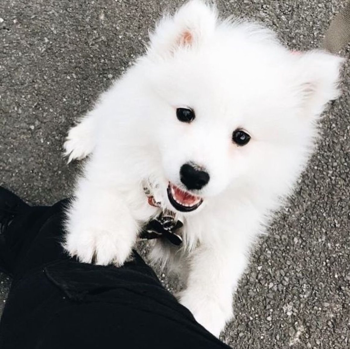 Немецкий шпиц белый