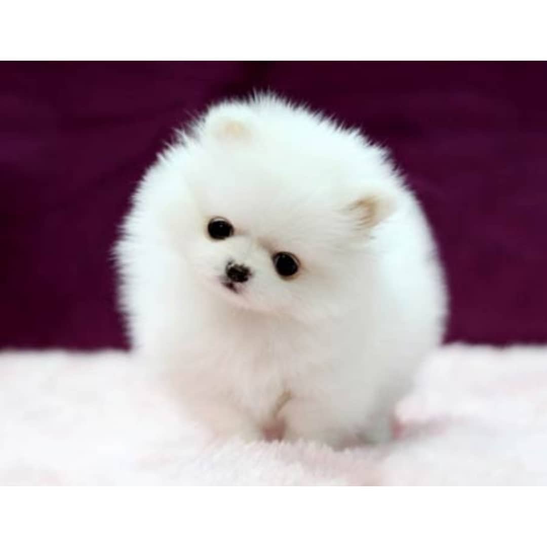Шпиц карликовый белый
