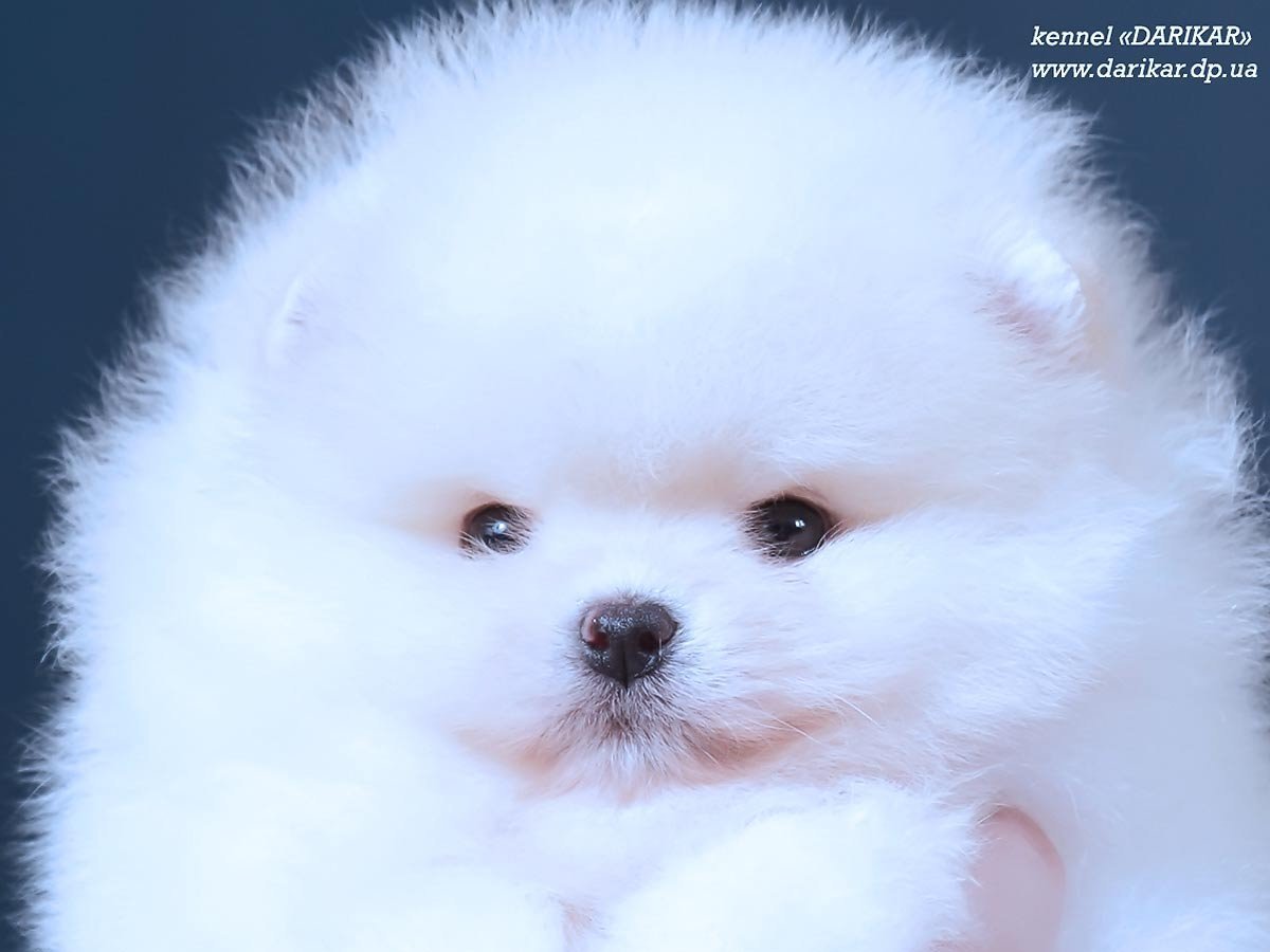 Шпиц карликовый белый