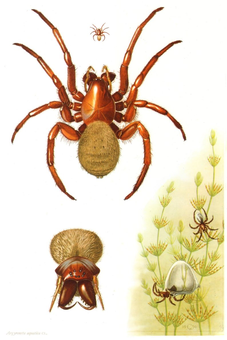 Dolomedes Triton паук