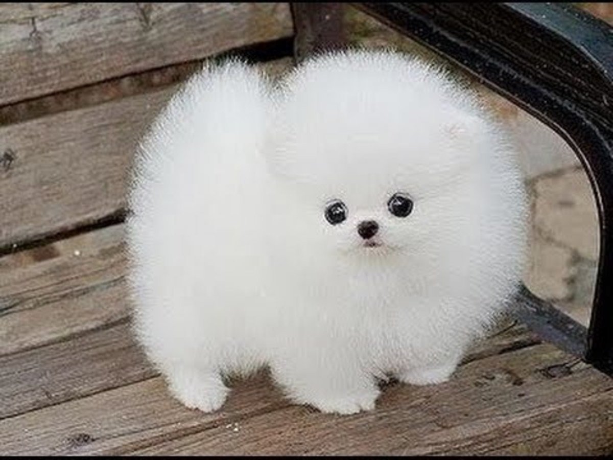 Шпицы из Кореи