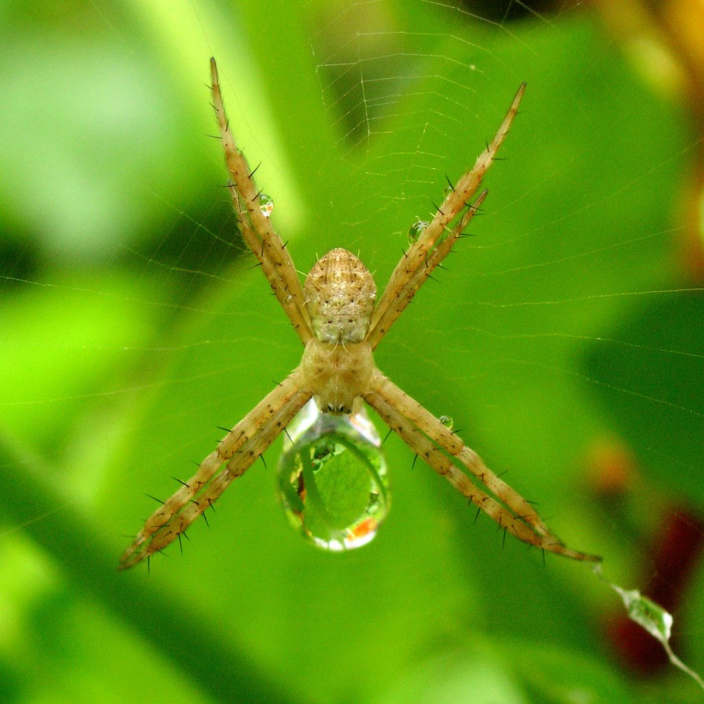 Огромные подводные пауки