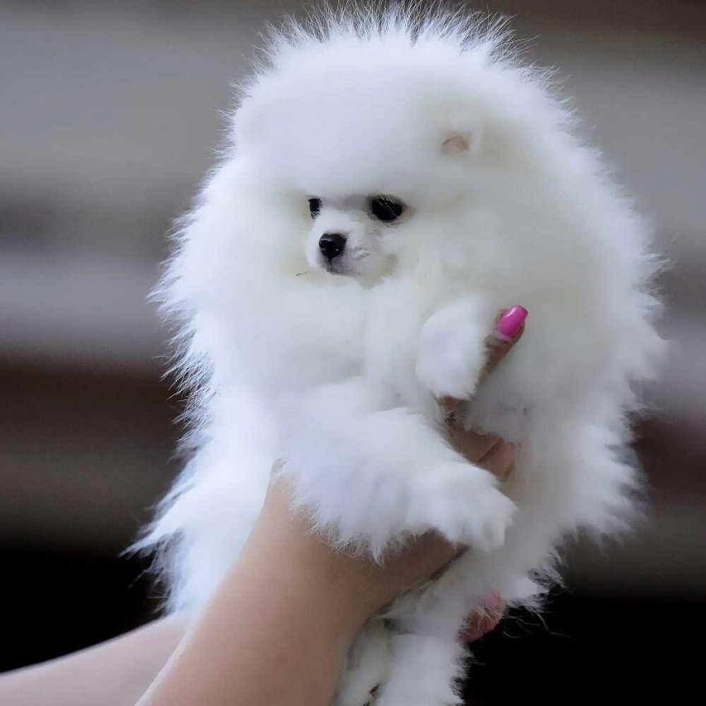 Шпиц медвежьего типа