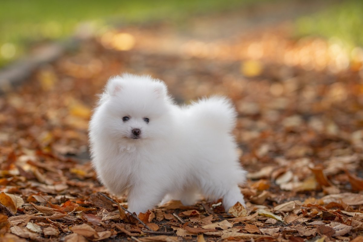 Шпиц померанский карликовый белый