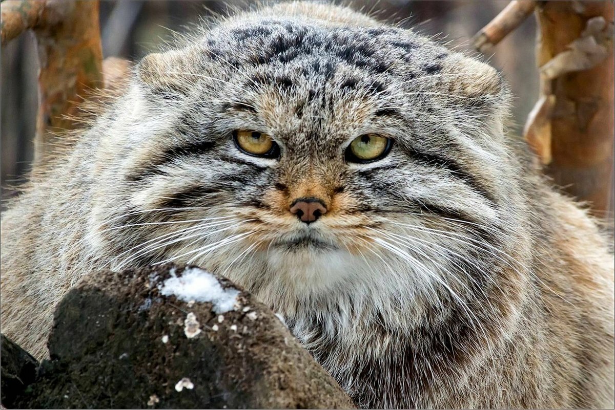 Дурацкий кот