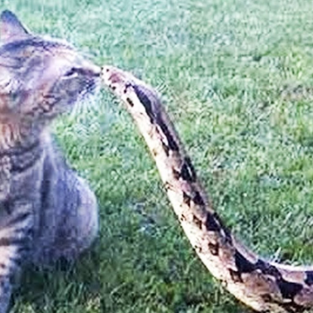 Самая опасная кошка в мире