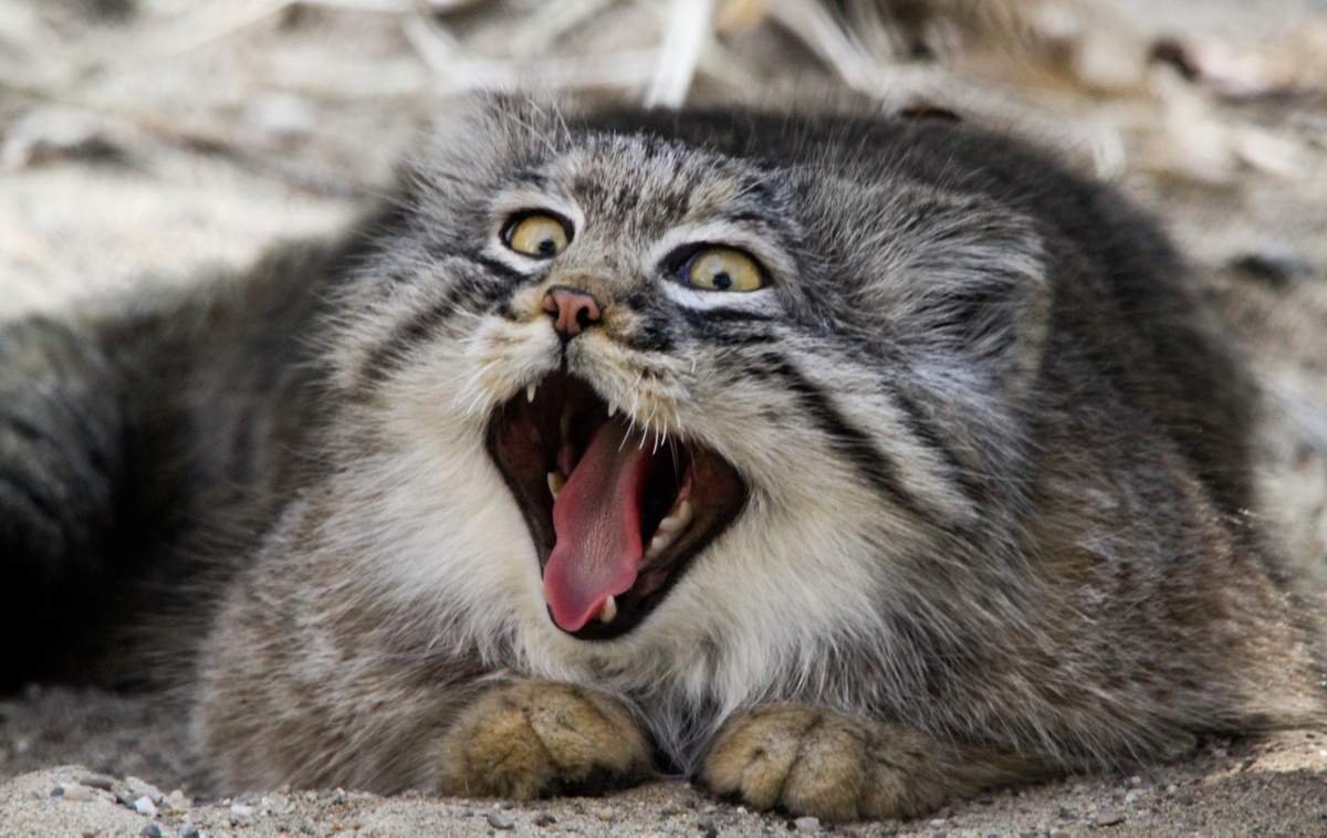 Записывайтесь на ноготочки депутат