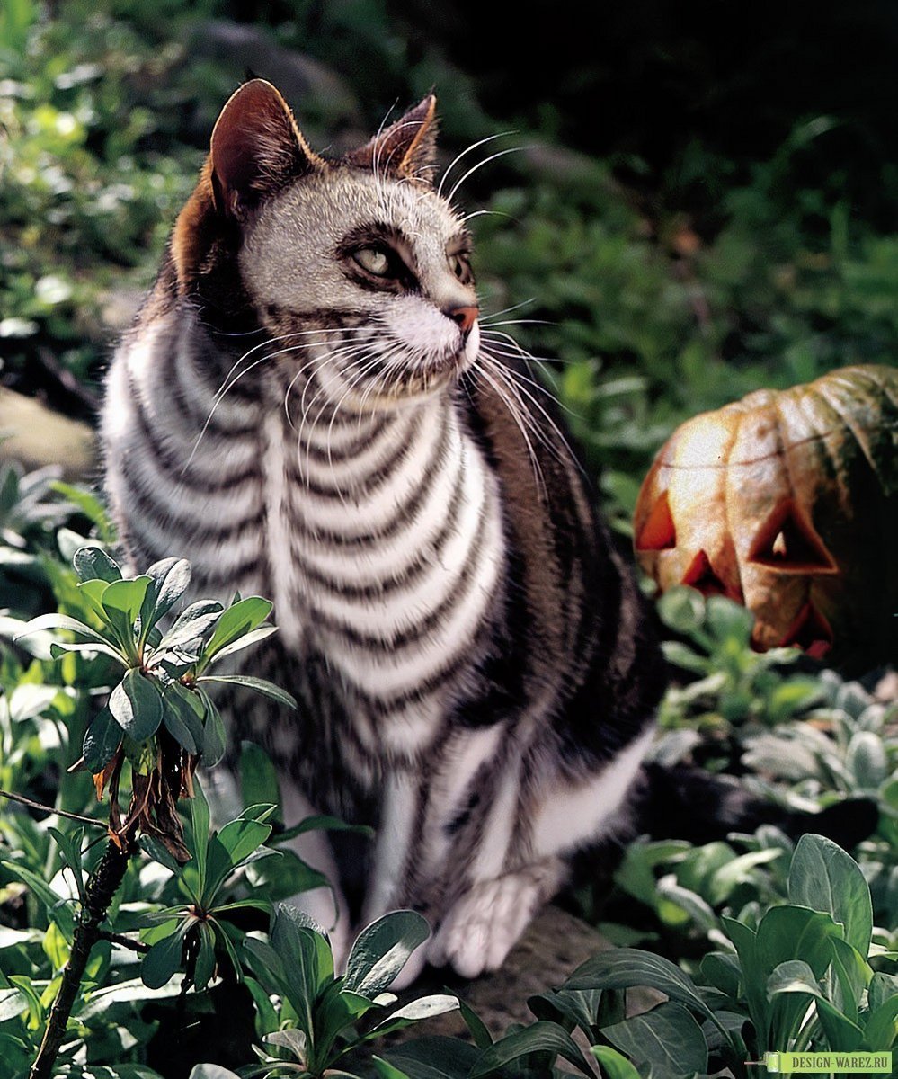 Самые милые черные котята