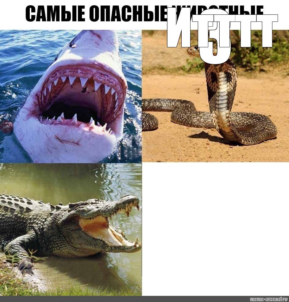 Самые милые но опасные животные