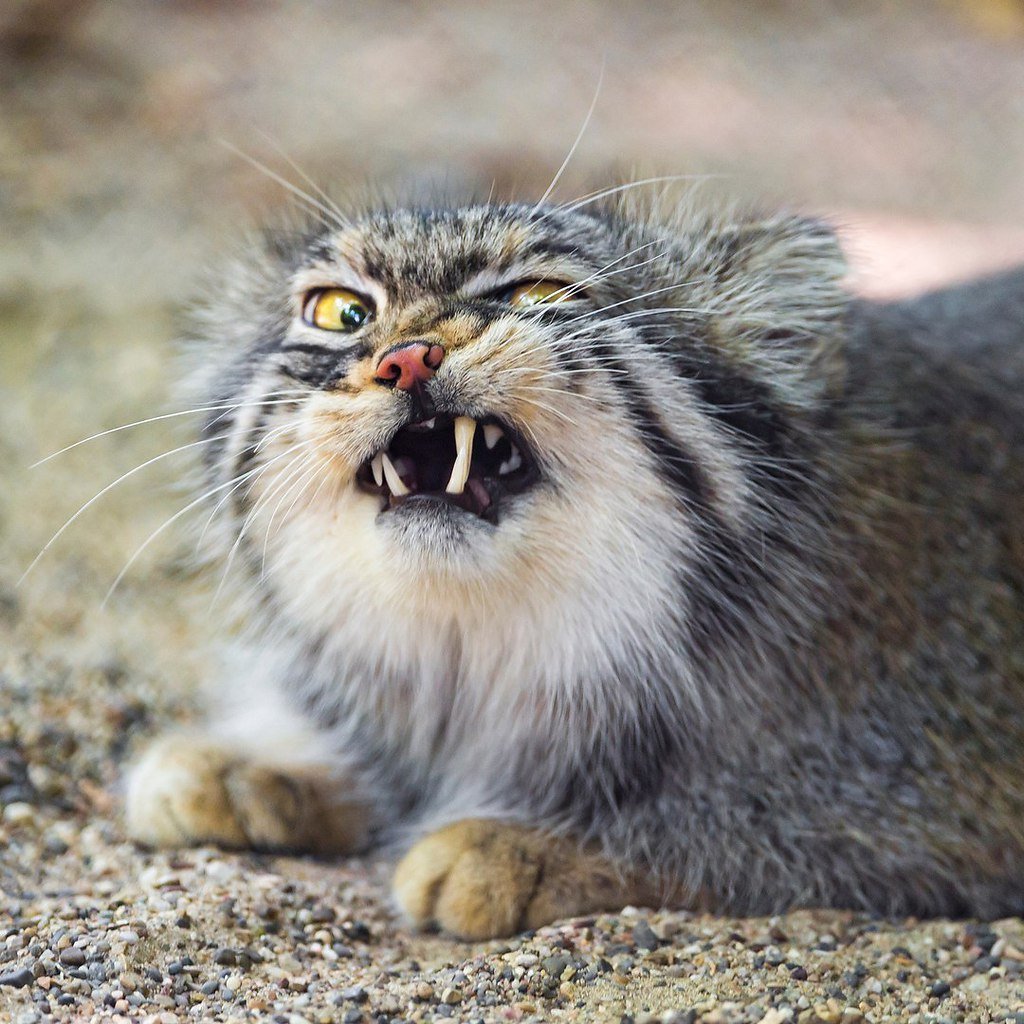 Дымчатый леопард Саблезубый