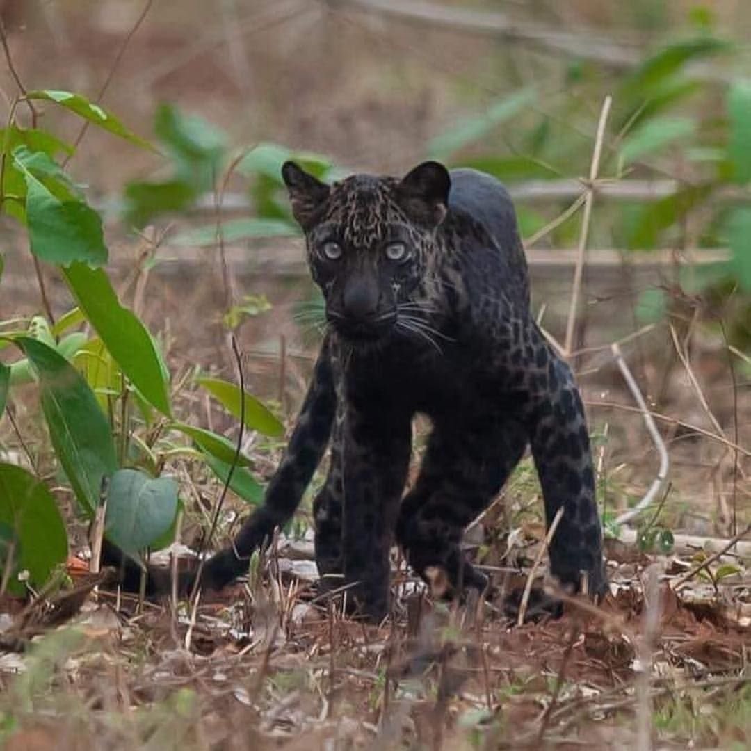 Дымчатый леопард меланист