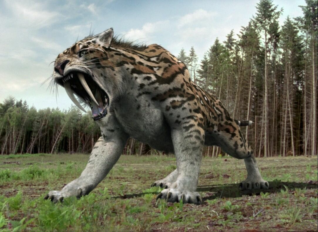 Калимантанская кошка