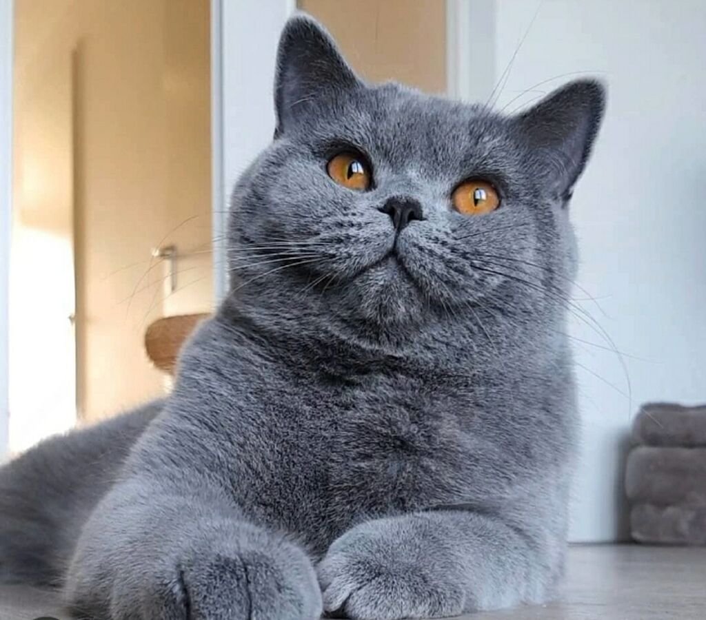 Картинки британских котят