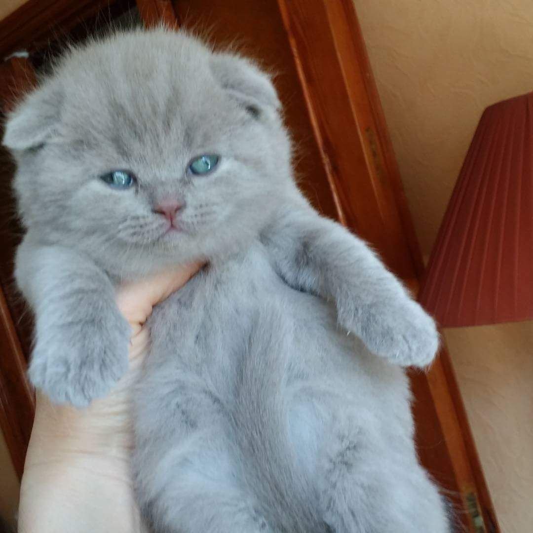 Шотландская вислоухая кошка плюшевая