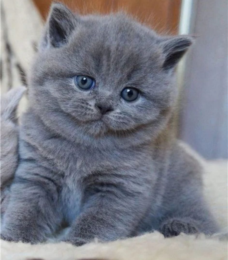 Шотландский вислоухий кот малыш